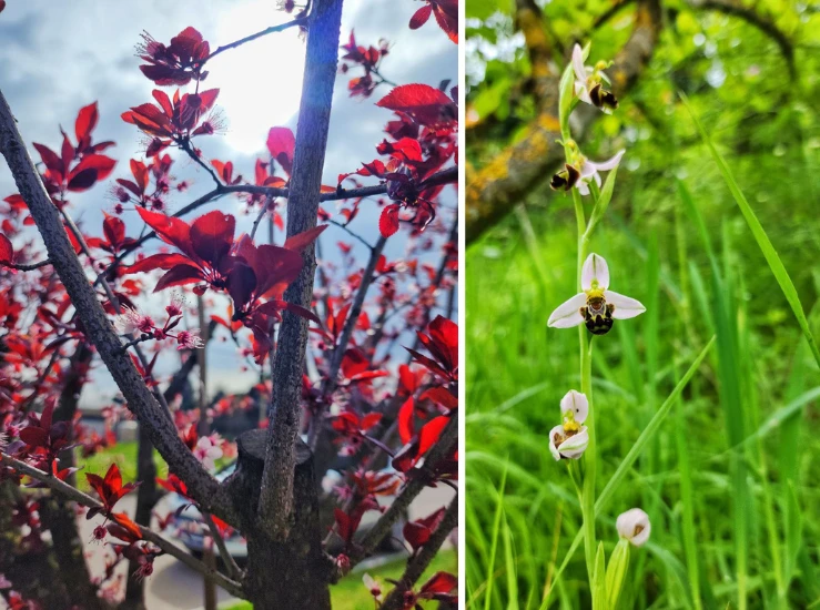 HK | Weight Loss Camp